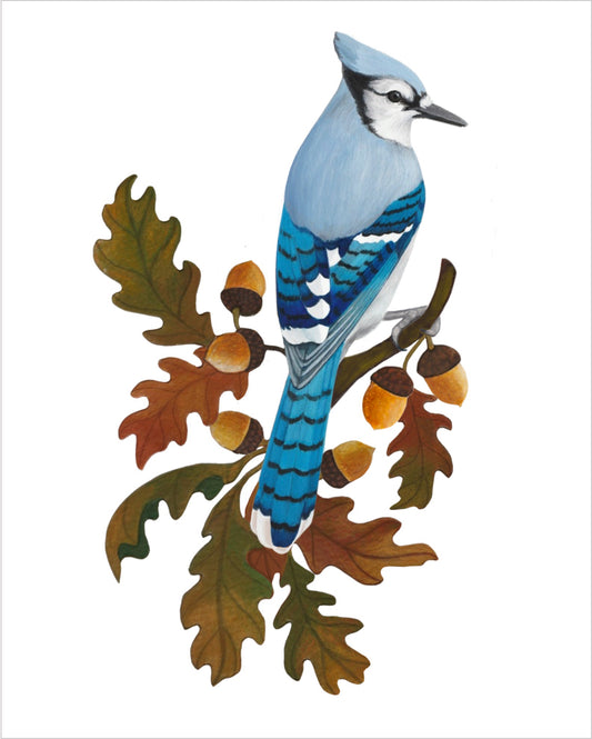Bluejay in Oak