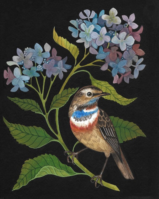 Hydrangea