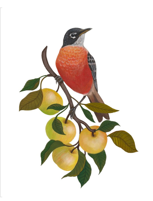 Robin in Apples